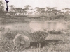 Foto: Odontino da Silva Melão