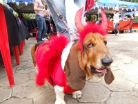 Abrigo de Cães realiza 2º Halloween e Festa à Fantasia